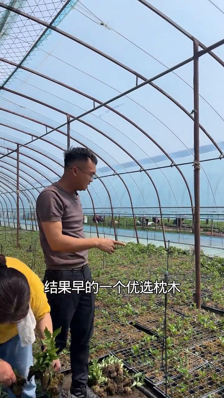 吉塞拉y1砧木苗组培脱毒苗适合陕西发展吗？
现在大家看见了，这一圈全部都是脱毒组