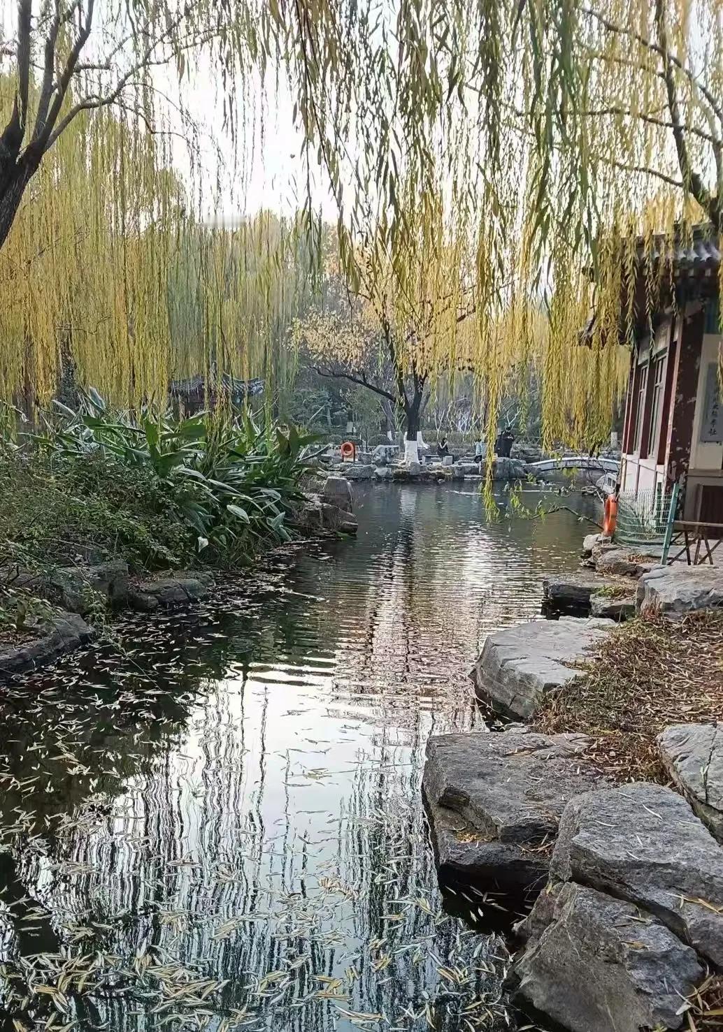 漫步济南大明湖畔，柳风轻拂，仿佛走进了画中世界。