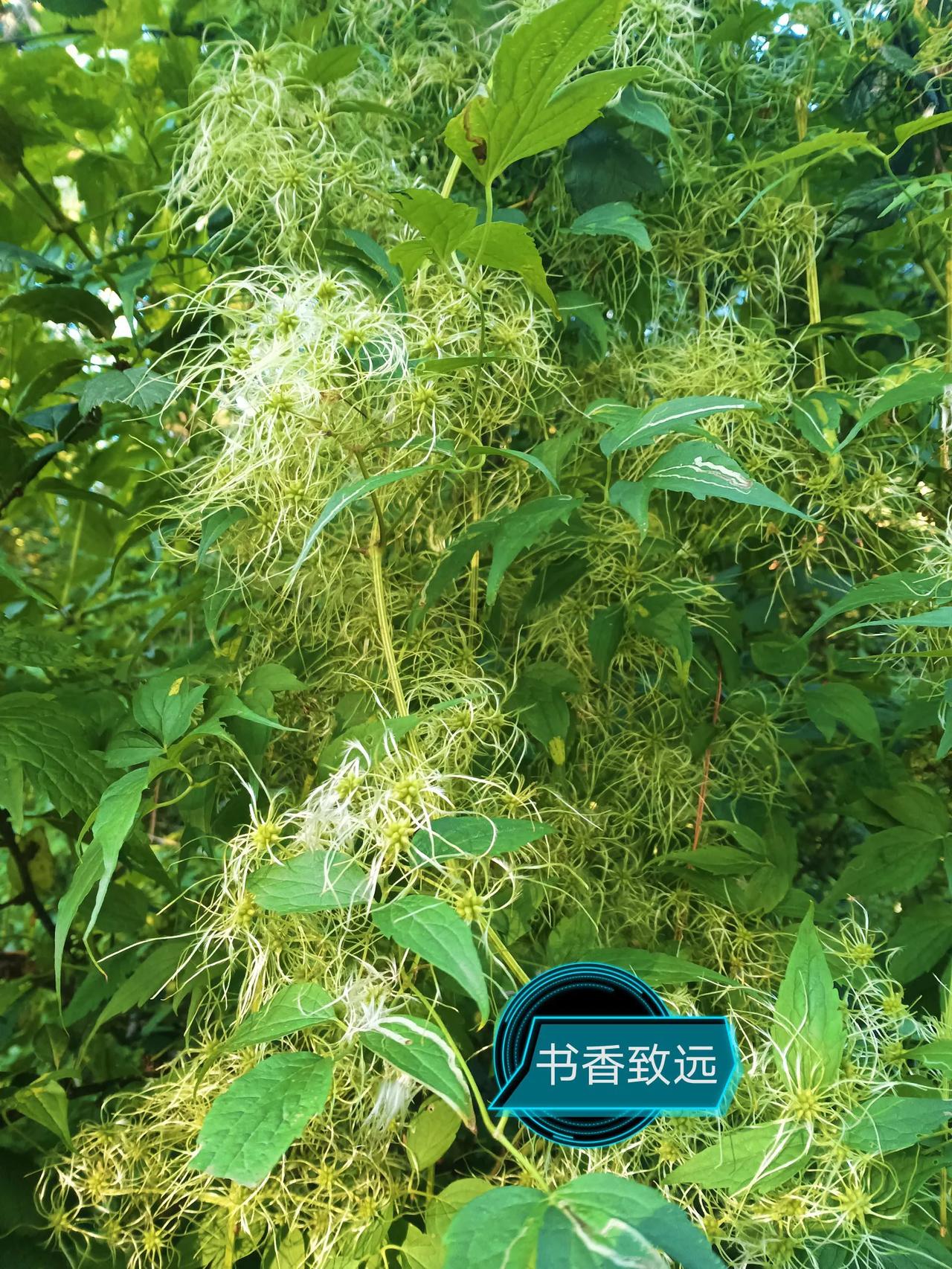 #随手拍花卉摄影# 
#随手拍花草风景# 

手机收藏的
秋日风景

#随手拍花