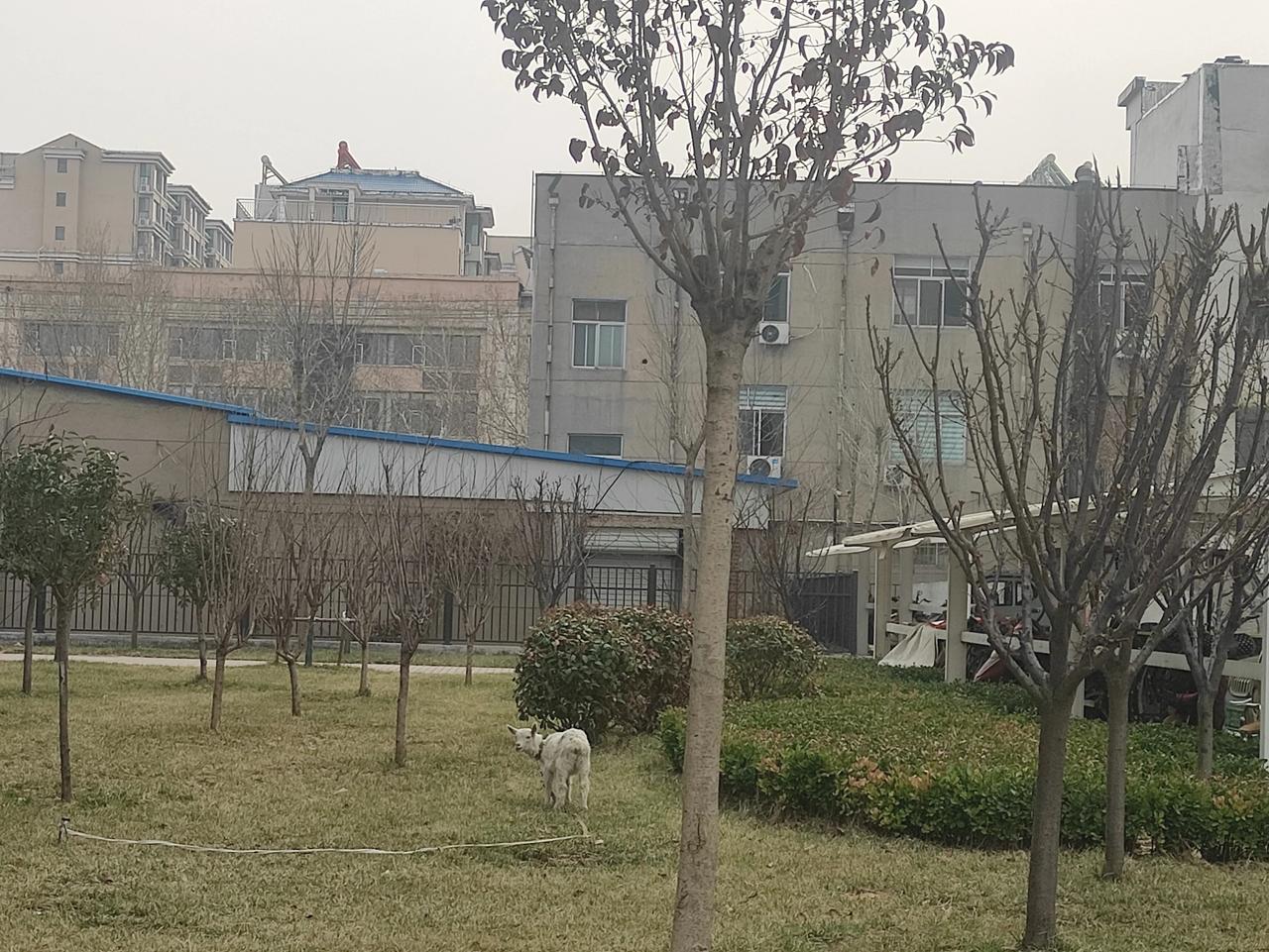 物业也都是欺负软的怕硬的，大多数人在院里想自己种棵树养盆花的都不行，可人家厉害的