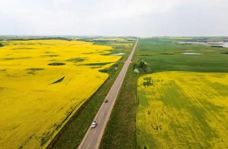 澳大利亚愣住了。
加拿大总理卡尼访华后，一家中国进口商订购了6万吨加拿大油菜籽，