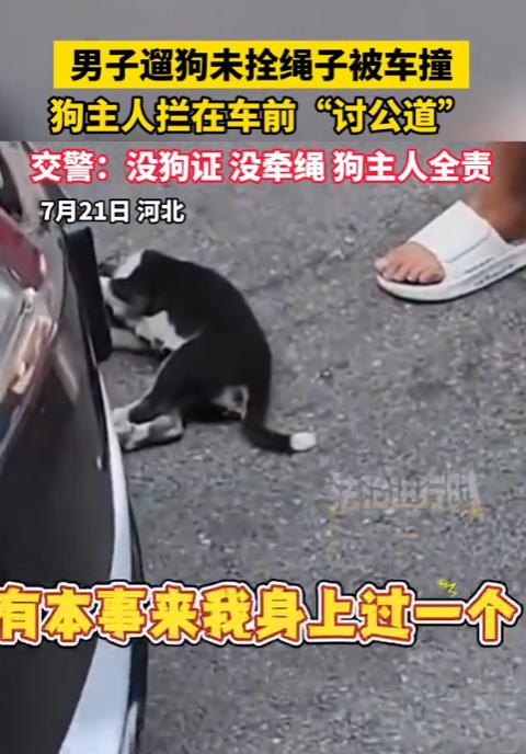 一觉醒来，遛狗不牵绳的慌了！河北一男子大街上遛狗不拴绳，任凭爱犬乱窜，结果悲剧发