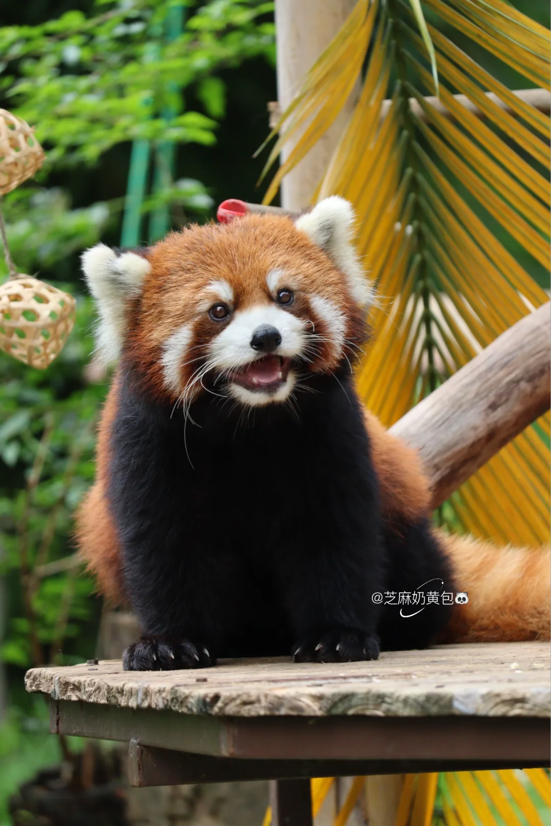开心呀😆