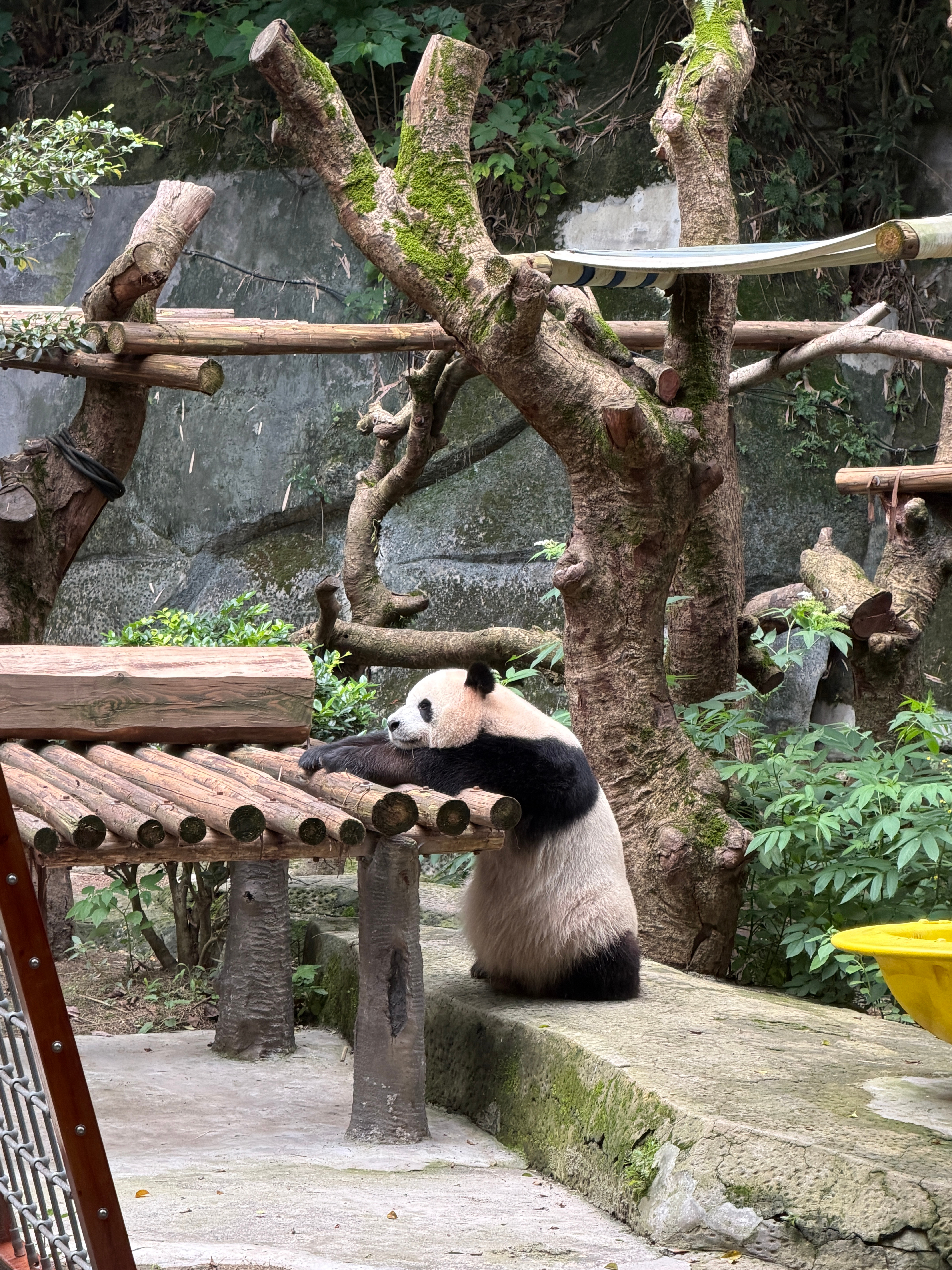 任豪POI 我就像这样等任豪翻牌