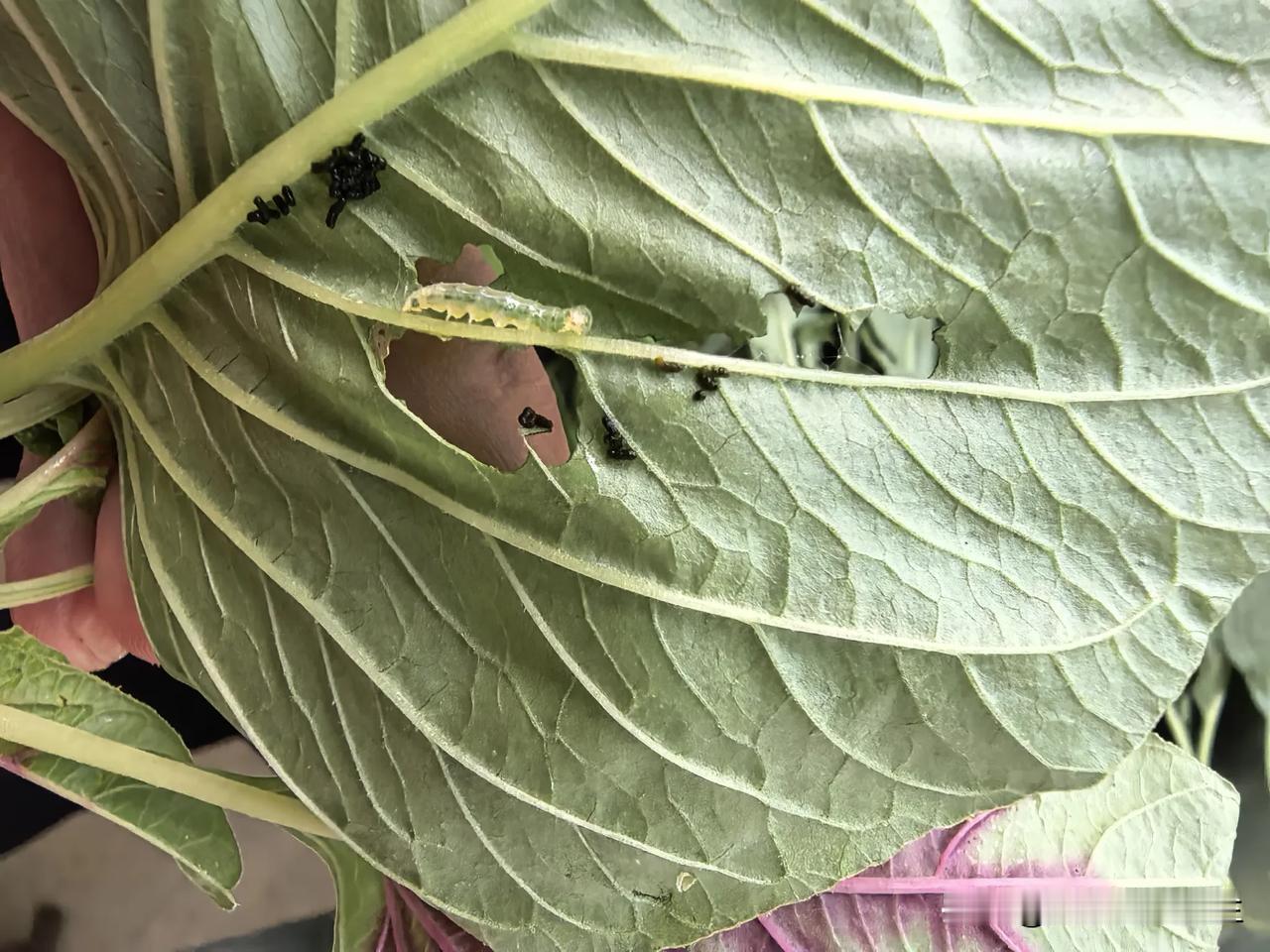 从老家带来的红叶苋菜，简单摘一下，没有过水，放到冰箱保鲜柜里了。

两天之后拿出