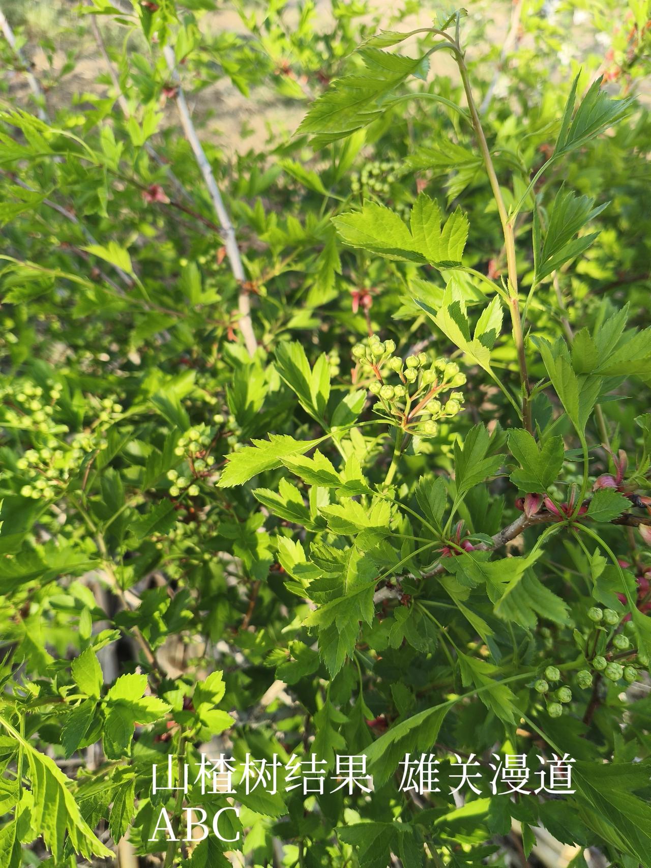 车两辆尘扬小土，
大一天国开玉口。
车+两=辆，小+土=尘，
大+一=天，玉+口