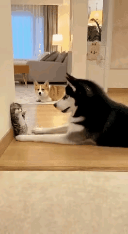 家长不在就欺负人家孩子，真狗[呲牙]