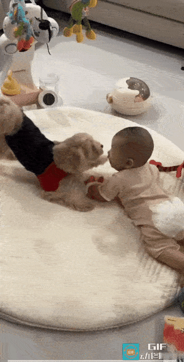 这样的狗狗赶紧炖了吧，狗肉火锅是它最好的归宿！它竟然在众目睽睽之下，抬起腿在宝宝