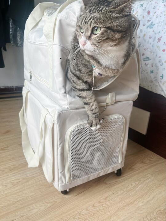 二胎猫家庭的出行猫包