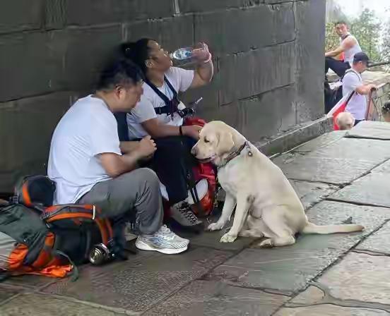 导盲犬芬迪：爬完泰山回基地，网友大喊“活该被宠”！

9月16日，泰山导游随手一