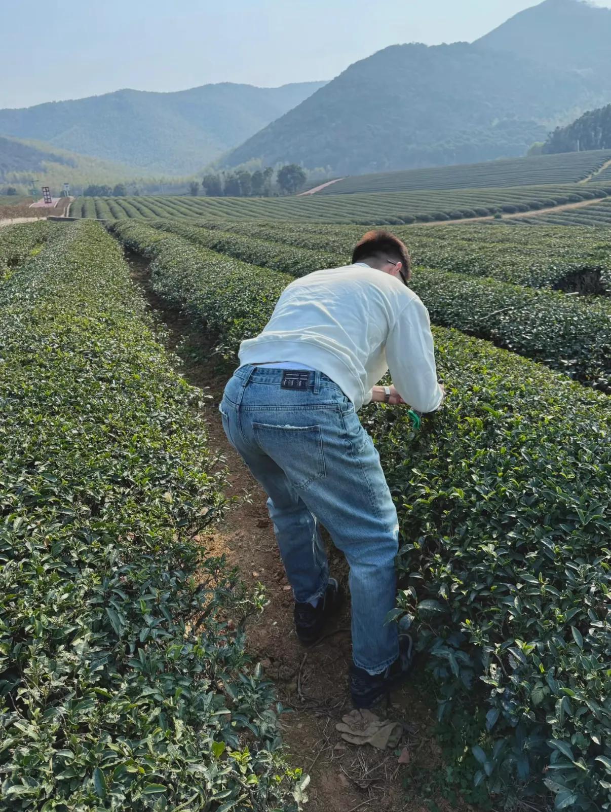 采茶女一般都是黄花闺女，那我这个茶农算什么？