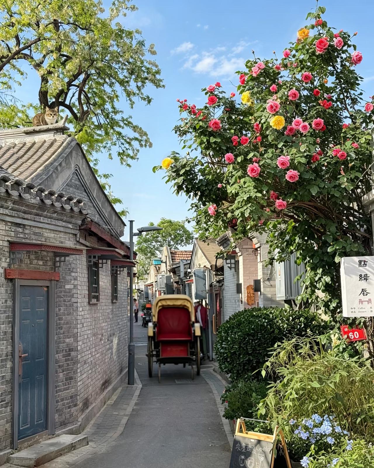 晒图笔记大赛北京胡同的春天🌸