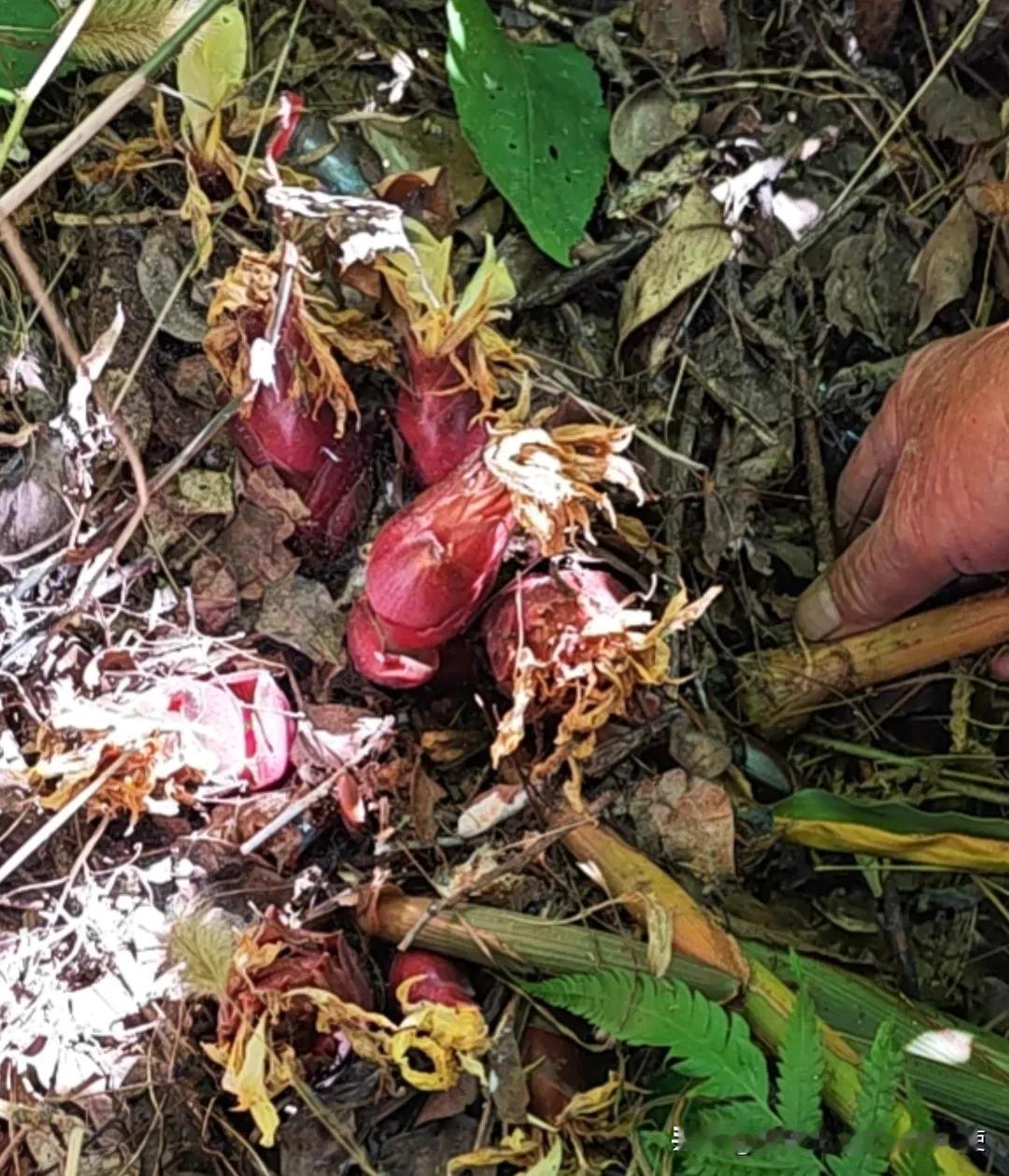 回到大安庆，刚回到家就拿出箩筐出门去采集山货——莲花姜，我们叫搬姜。山里人家基本