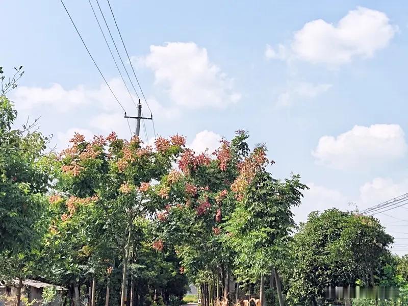 秋日生活打卡季 秋日生活打卡季
上周特意绕了20公里的乡道去看稻田，连片的金浪从