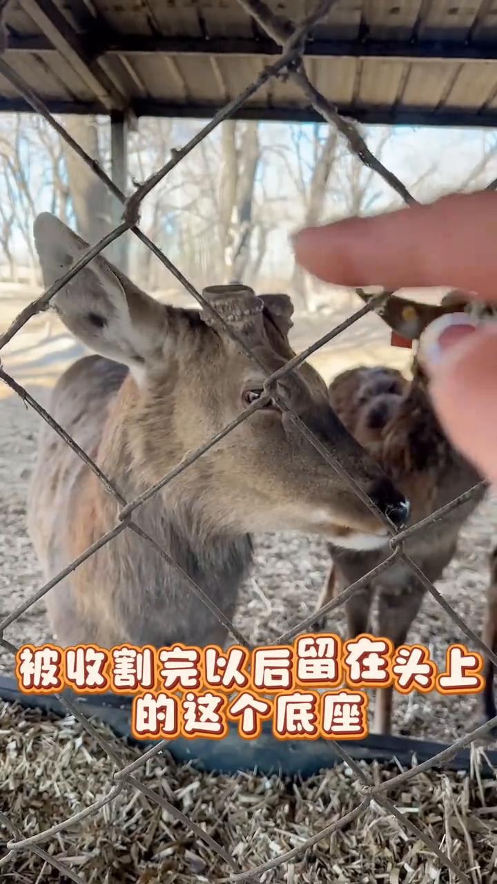 鹿角帽是什么？就是公鹿头上的鹿茸被收割完以后留在头上的底座，现在已经骨化了，特别