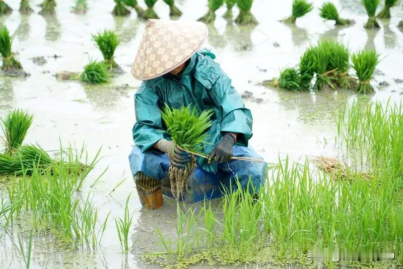 刀郎的支持者据说是人数众多的农民群体。农民交不起400元的医疗费用，却能迅速将被