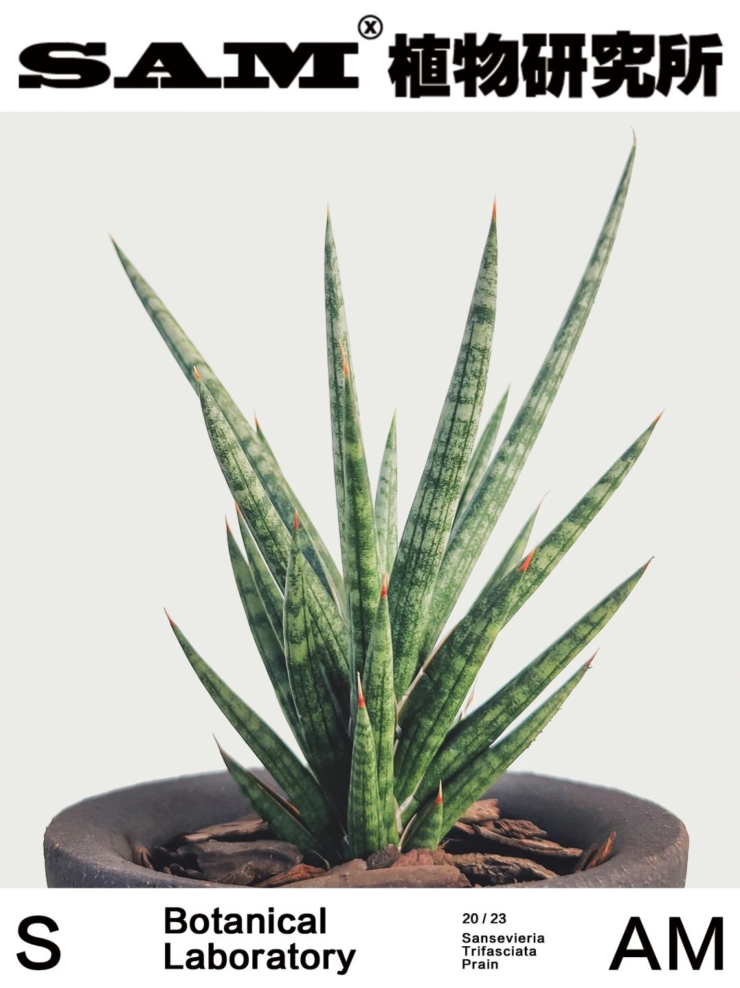 狐狸尾巴｜Sansevieria Trifasciata Prain