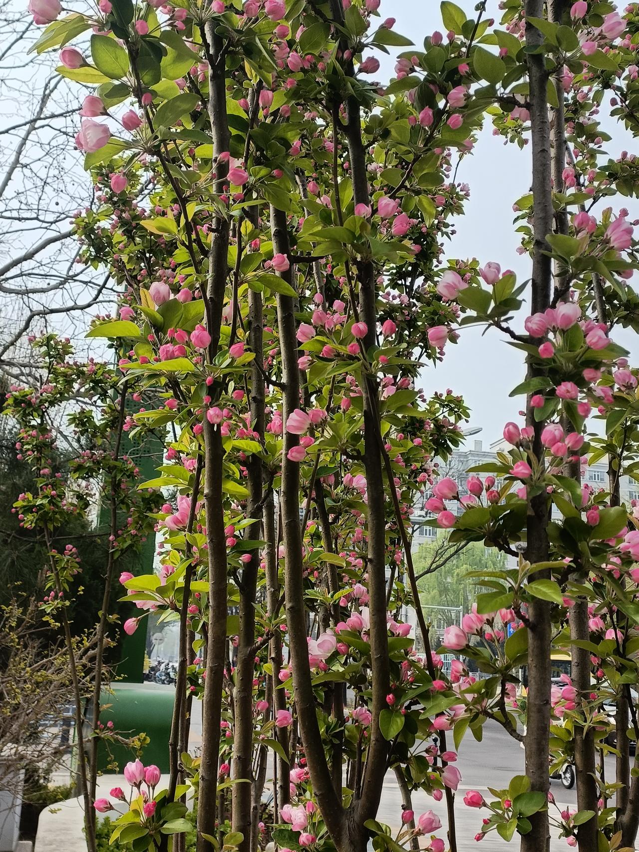 晒图笔记大赛看到花开花落，靠着大自然力量，自己茁壮成长，任由风吹雨打，自由的展现