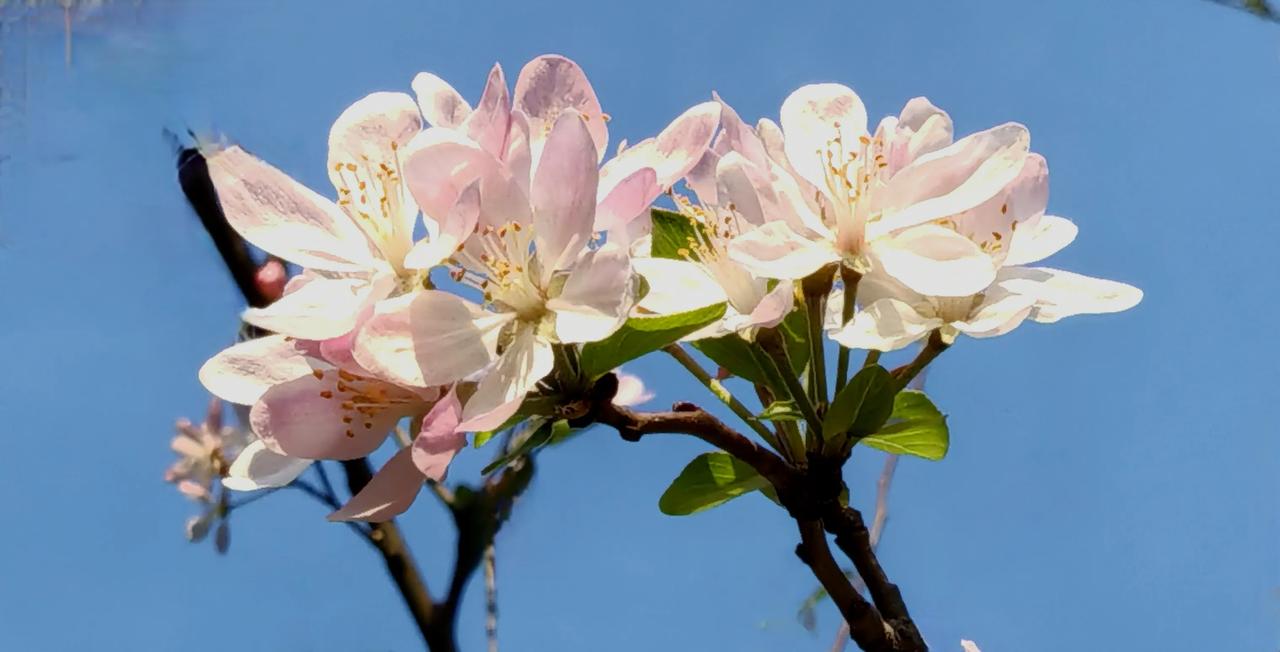 公园打球顺便拍花花，春天的云南人不仅赏花更要“吃”花。朋友们看得出我这是吃的什么