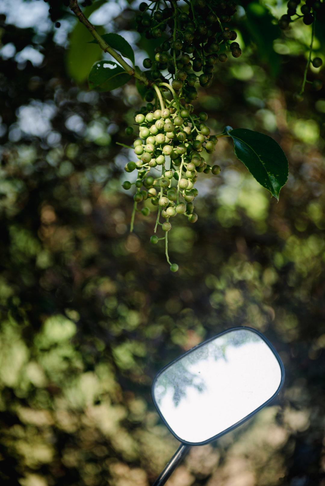 盛夏的果实 