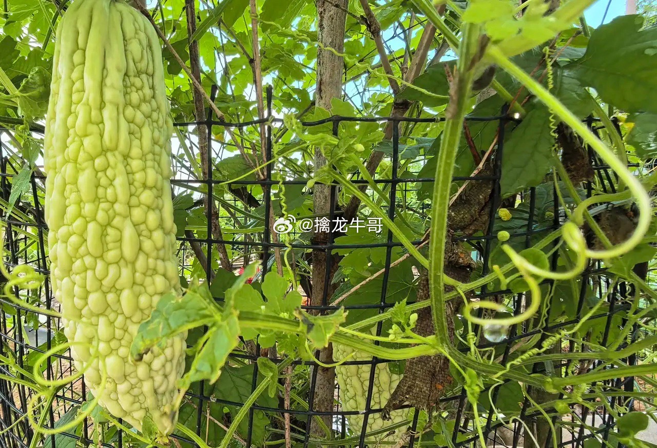 麻烦，又进了ICU！救心丸都不够了今天的行情和美国踢土耳其一样，最后几秒土耳其进