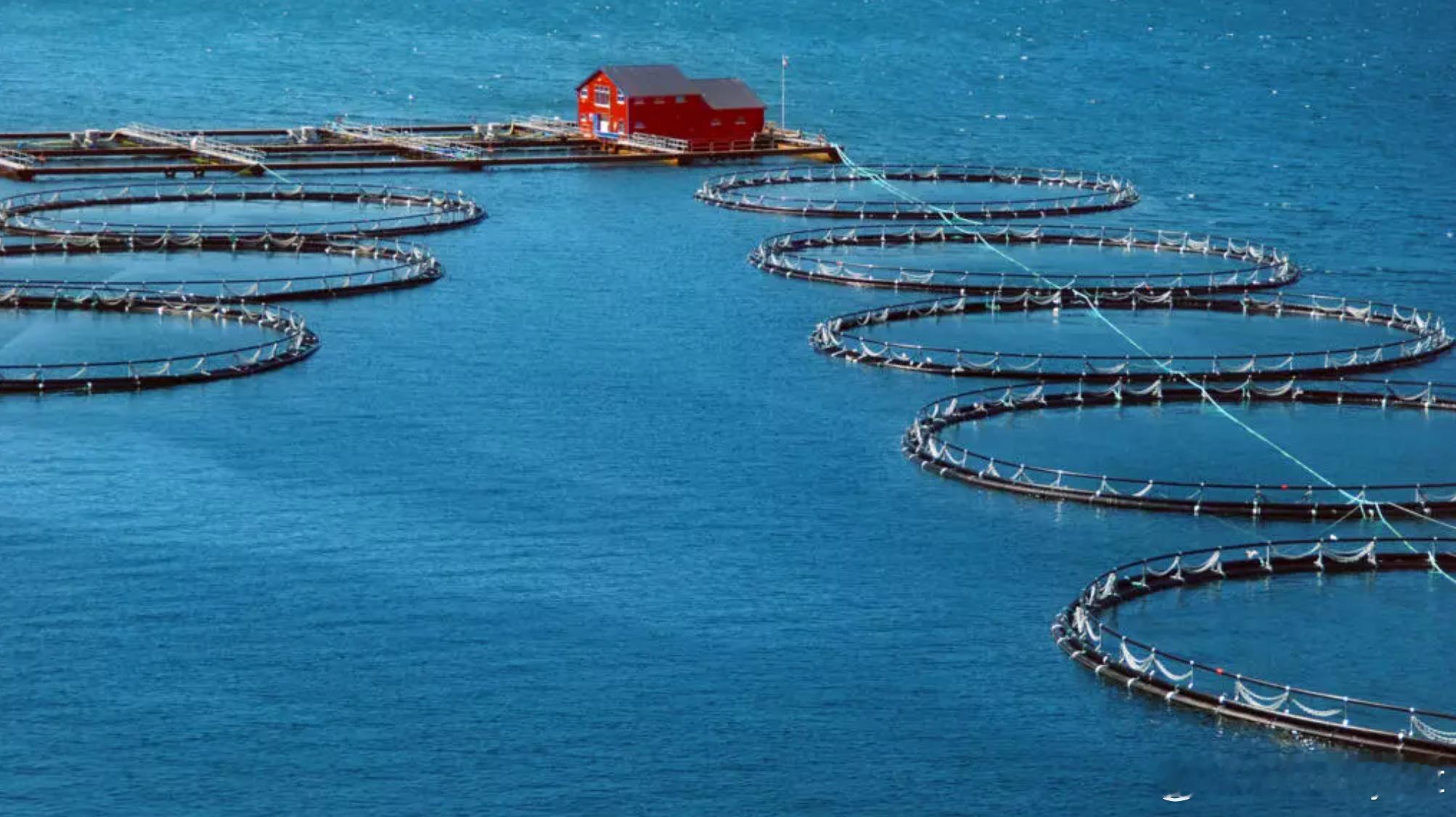 为什么有人说三文鱼是“毒药”？海外新鲜事 随着农历新年临近，三文鱼已成为不少中国