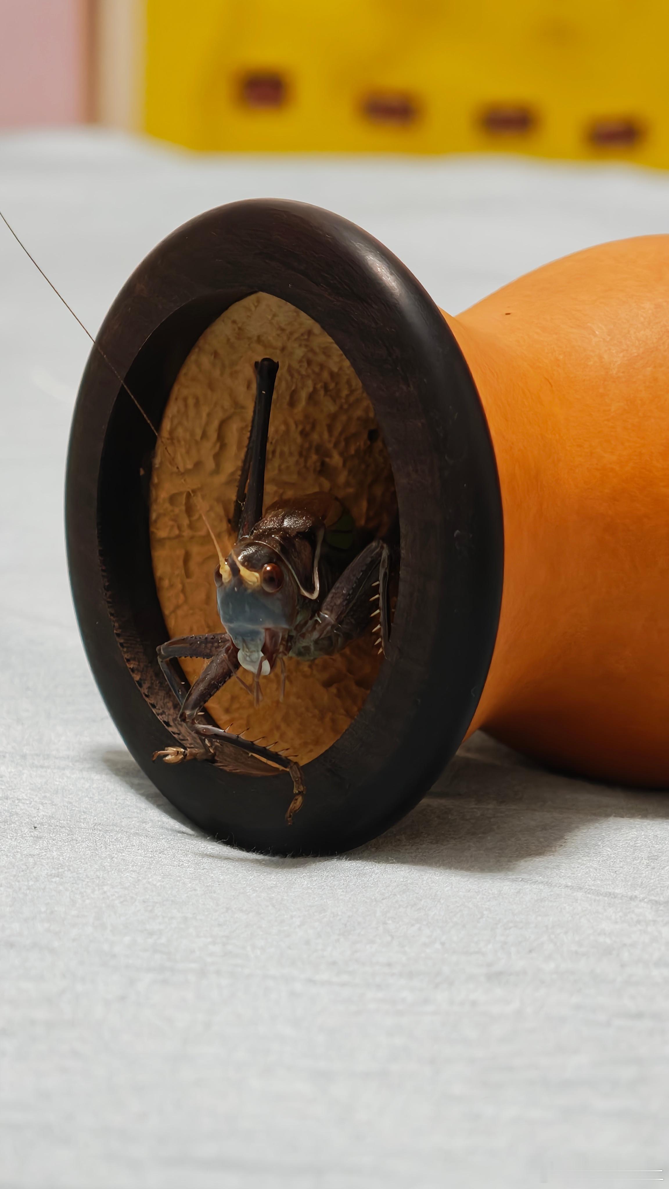 大肚子蝈蝈昨天刚刚回家适应了一天之后就长嘴开叫了哈哈哈哈 短短的两声儿不过正好让