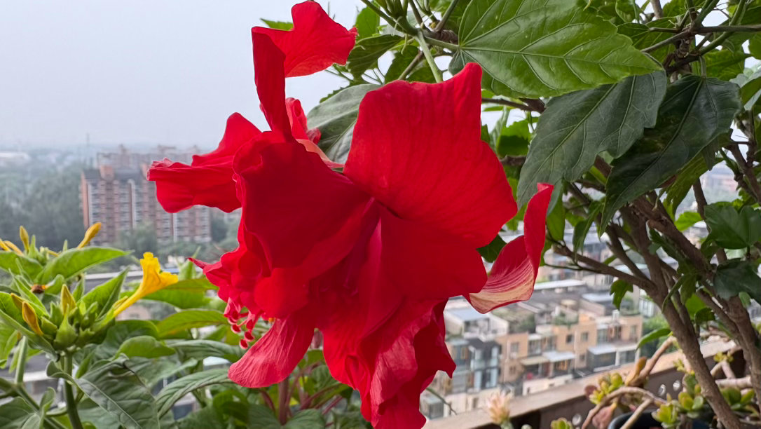 花型非常饱满，像一颗球，颜色也很艳丽，越看越喜欢。 