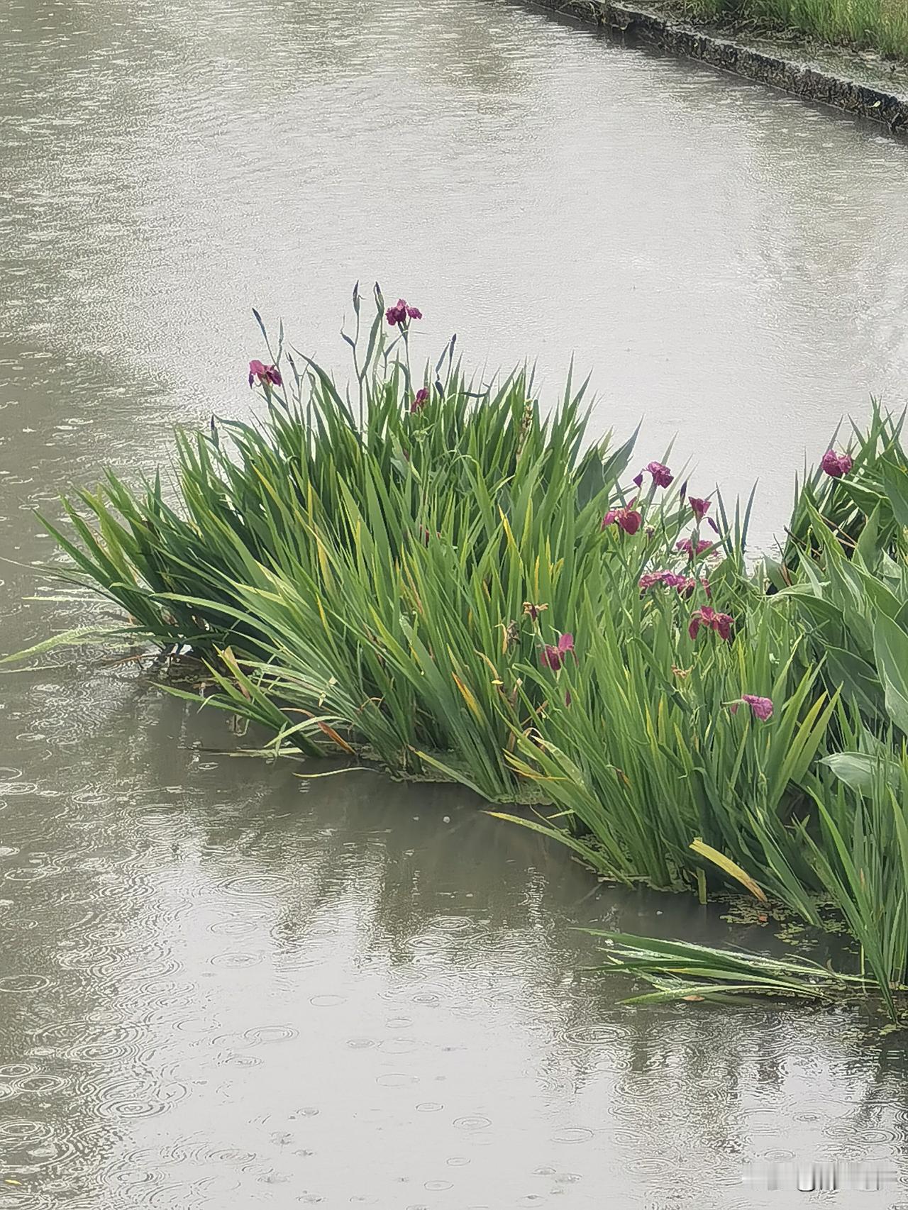 晒图笔记大赛在这春雨中，感受大自然的复苏，别有一番滋味。