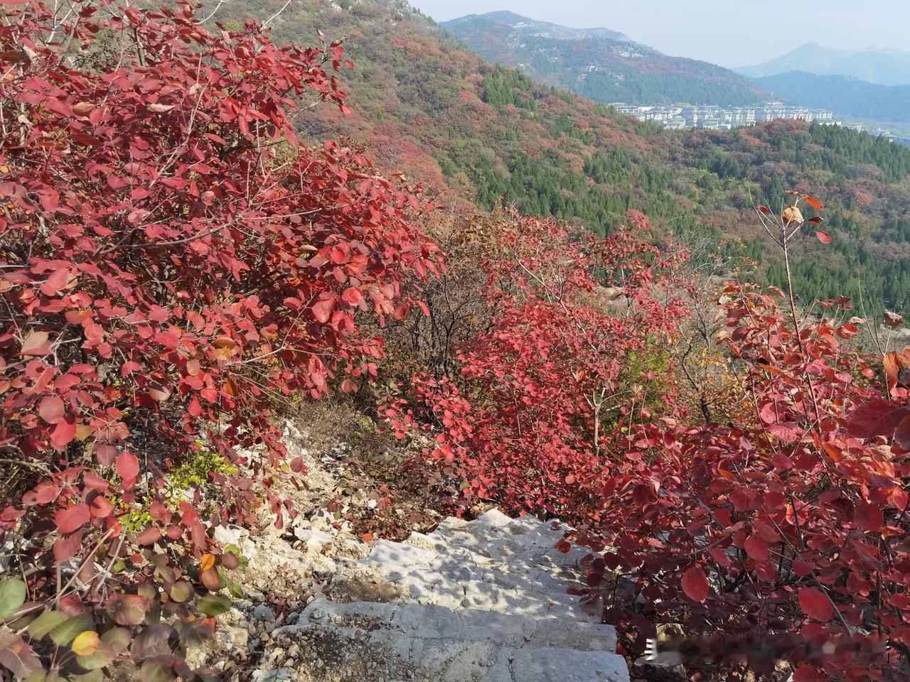 济南蝎子山蚰蜒山平分秋色正当时，这两年虫害太多了，很多黄栌叶子遭受虫害，否则这一