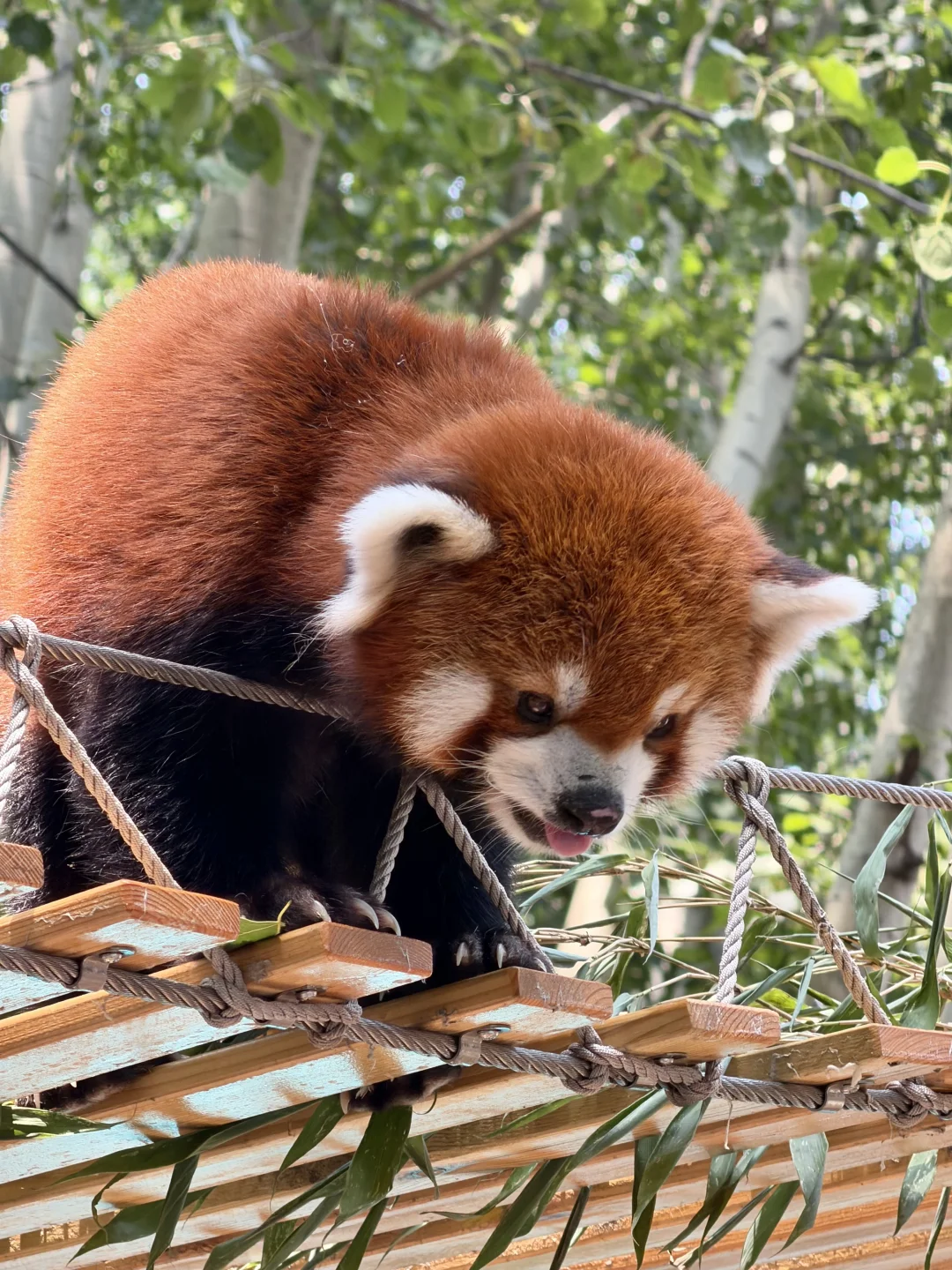 北京野生动物园🐻暑假不排队攻略❗