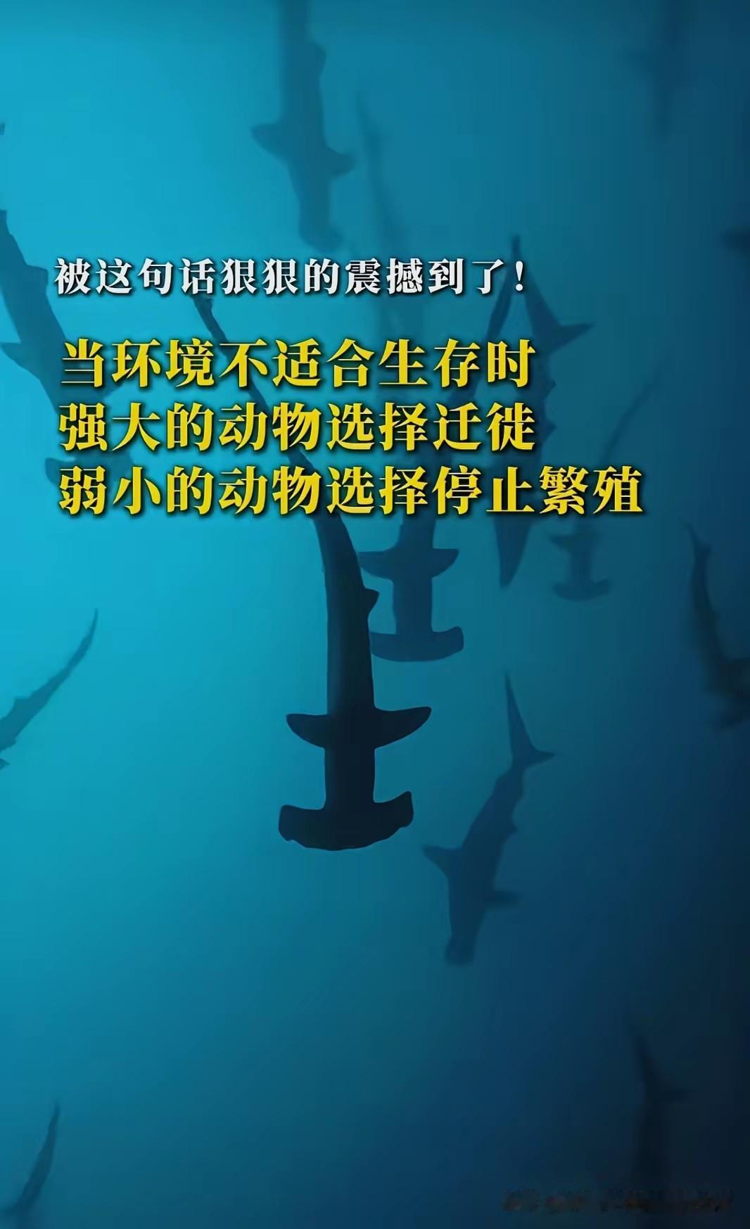 当生存环境恶化时，强大的动物会选择迁徙，弱小的动物则会停止繁衍。[尬笑]

按照