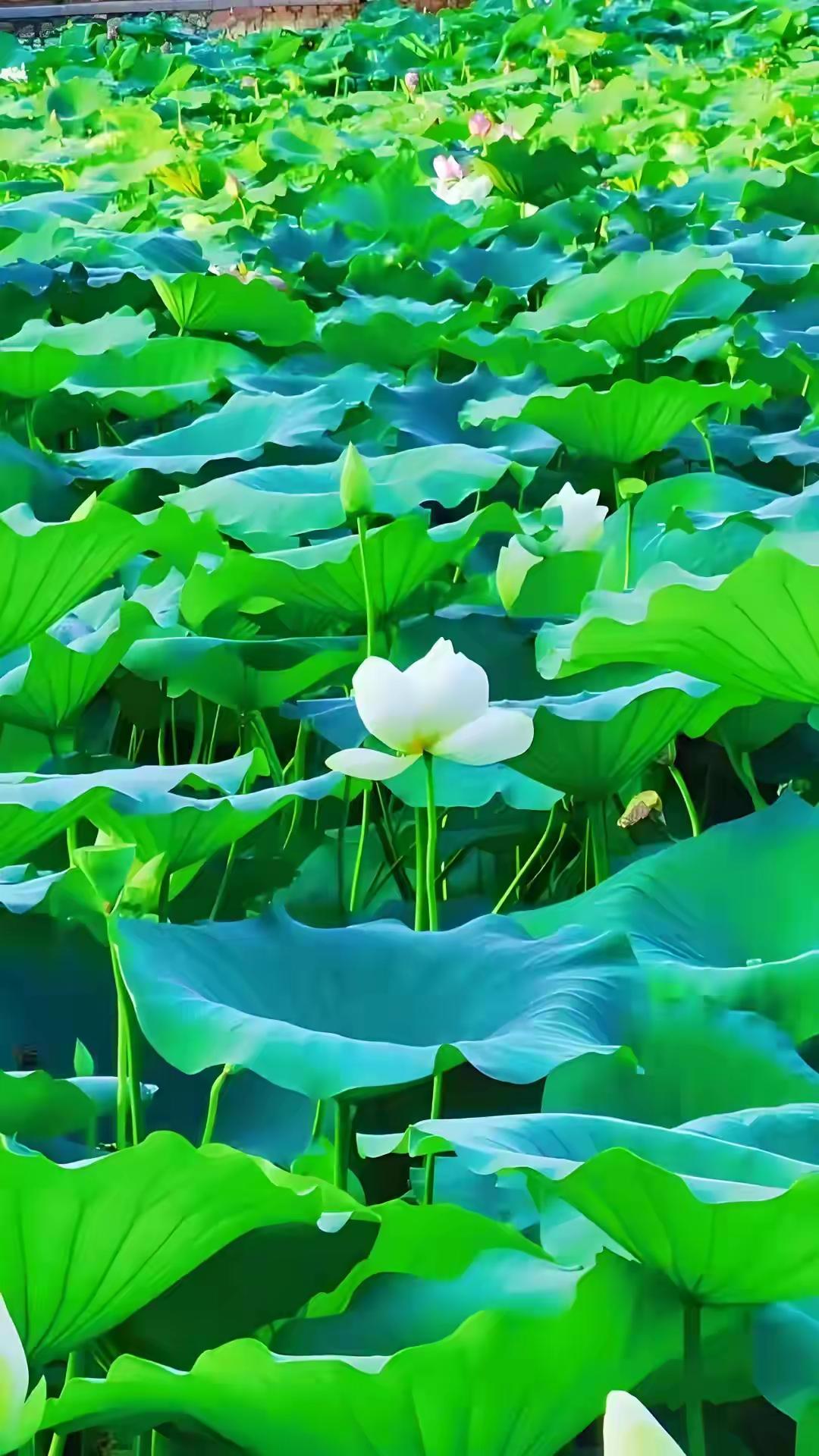 一七令·言

言。
慎口，修边。
莫揭短，勿多缠。
看破不语，听罢才宣。
闲谈非