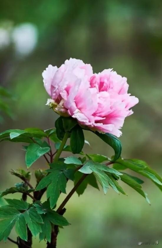 花王牡丹品种中的赵粉！