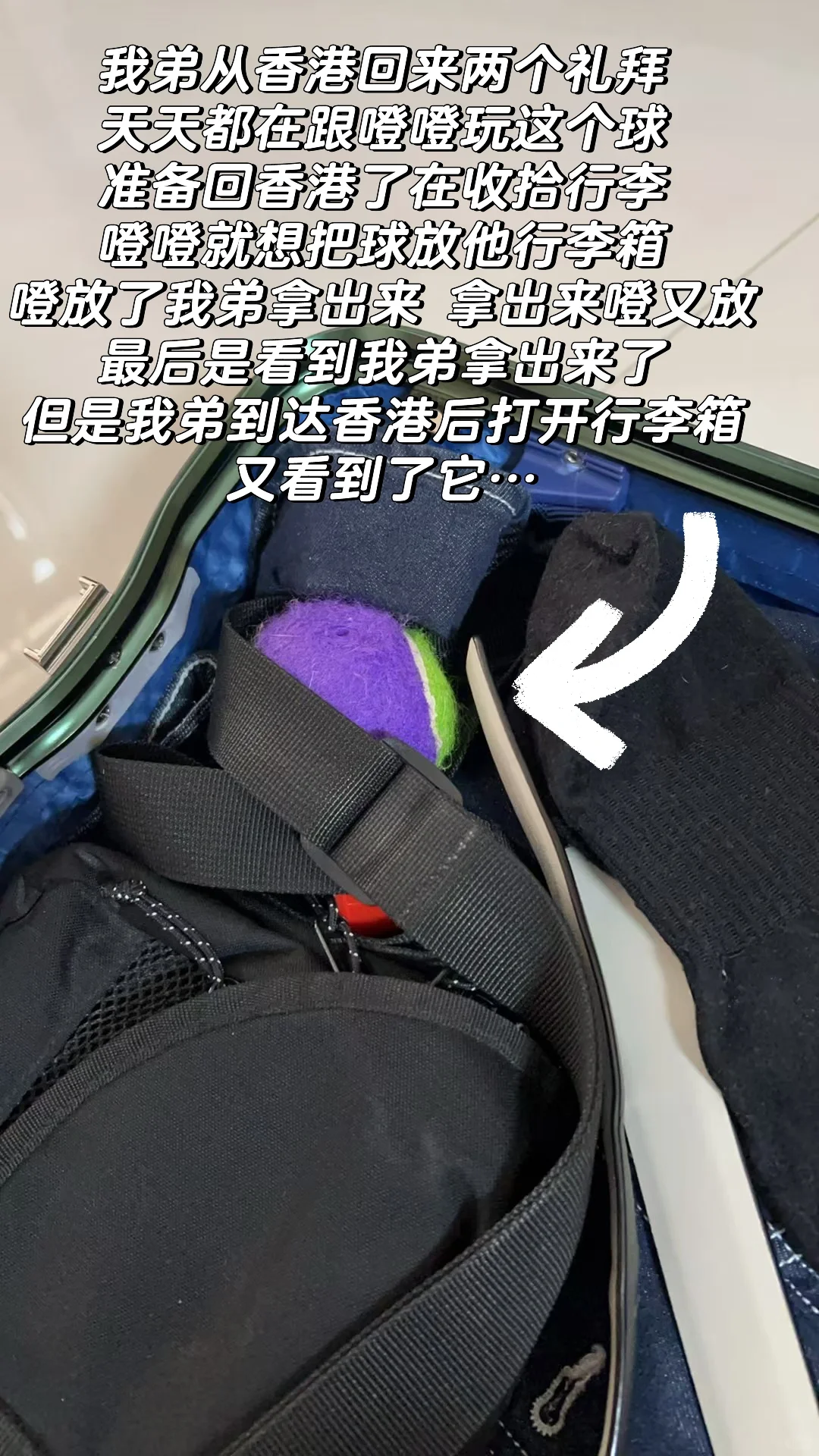 小狗的世界很单纯…