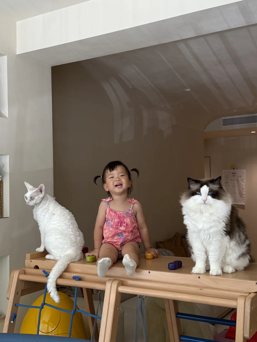 三小只🐈