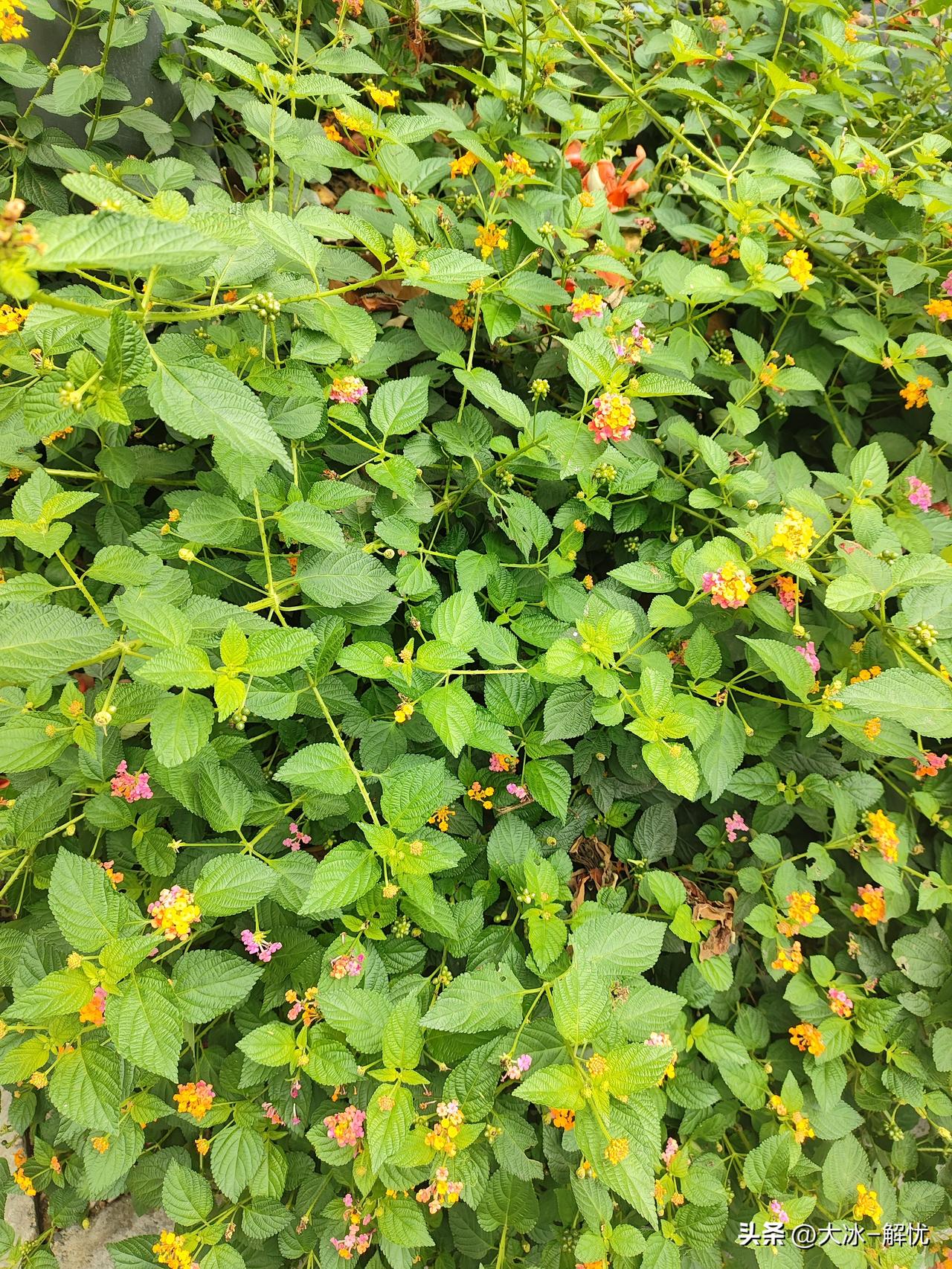 今天上班看这花挺好看的就给拍下来了