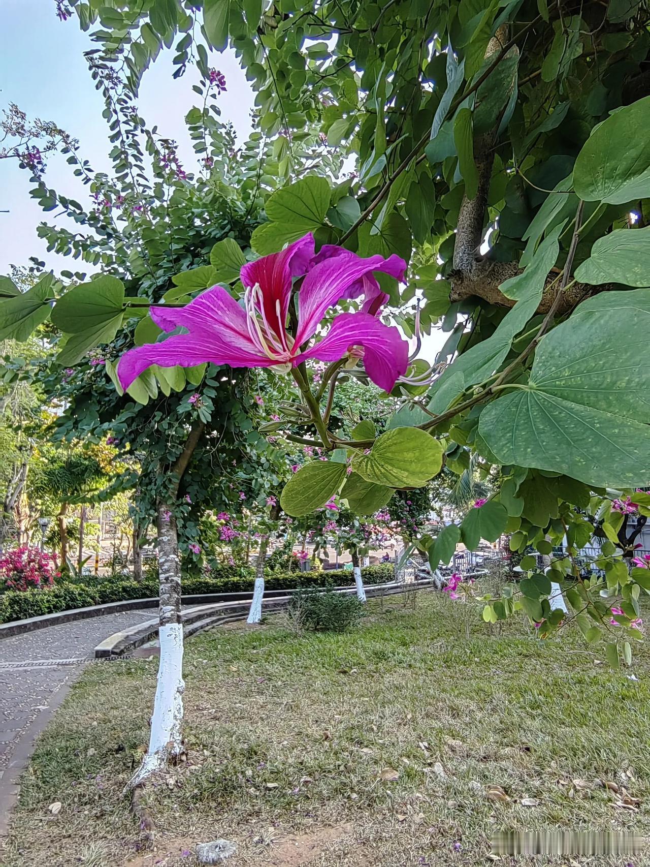 冬季，海口最美的季节！
现在，是海口的冬季，天气气温在20度上下，不热不冷，十分