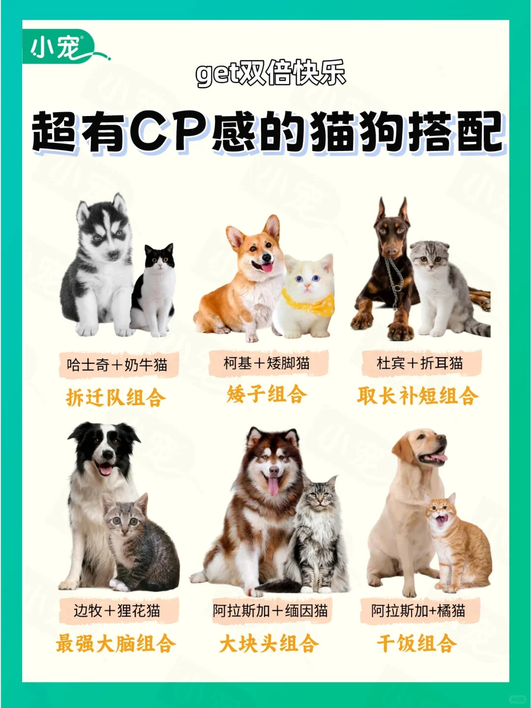 动物奇遇记动物奇趣  猫狗双全才是人生赢家！相处要先隔离换信物，再慢慢熟悉~同住