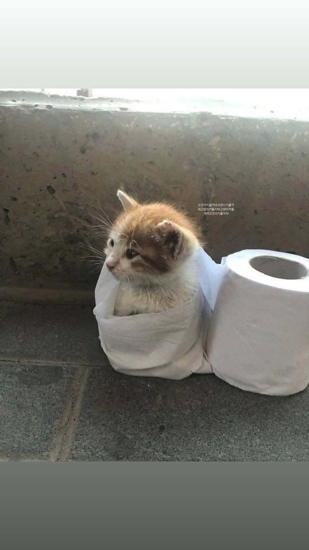 imnotningning更新快拍我要养猫我要养猫我要养猫我要养猫 ​​​