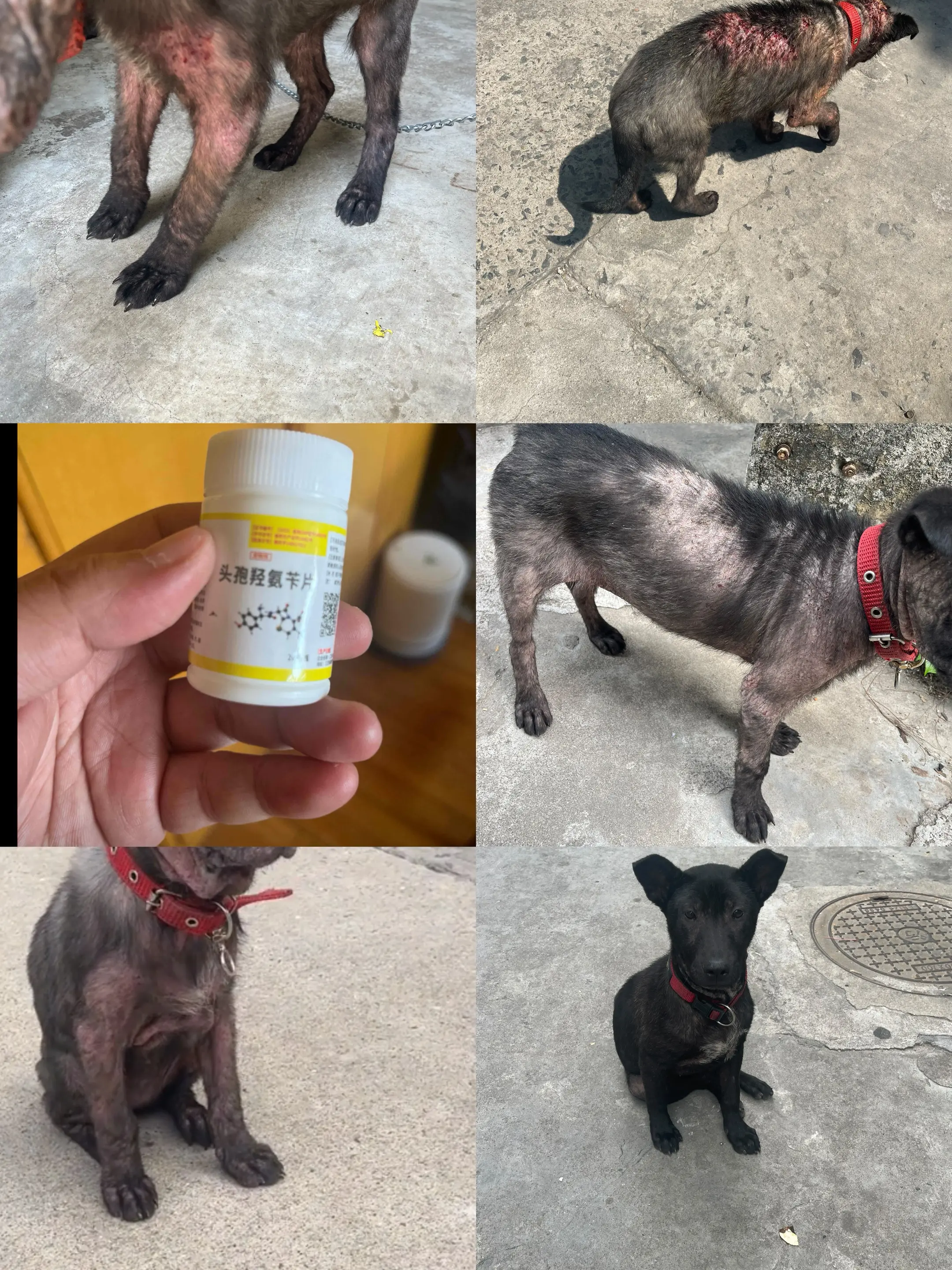 大家别小瞧这十多块钱的玩意，关键时候可以救你狗命，他是我们养宠人的万能...