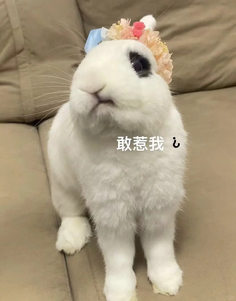 宠物成精了 侏儒兔 我的萌宠