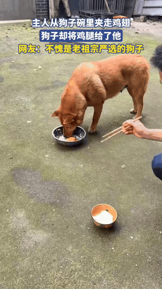 这就是老祖宗严选的中华田园犬！
 
主人从狗狗碗里夹走鸡翅，狗狗立马过来将鸡翅叼