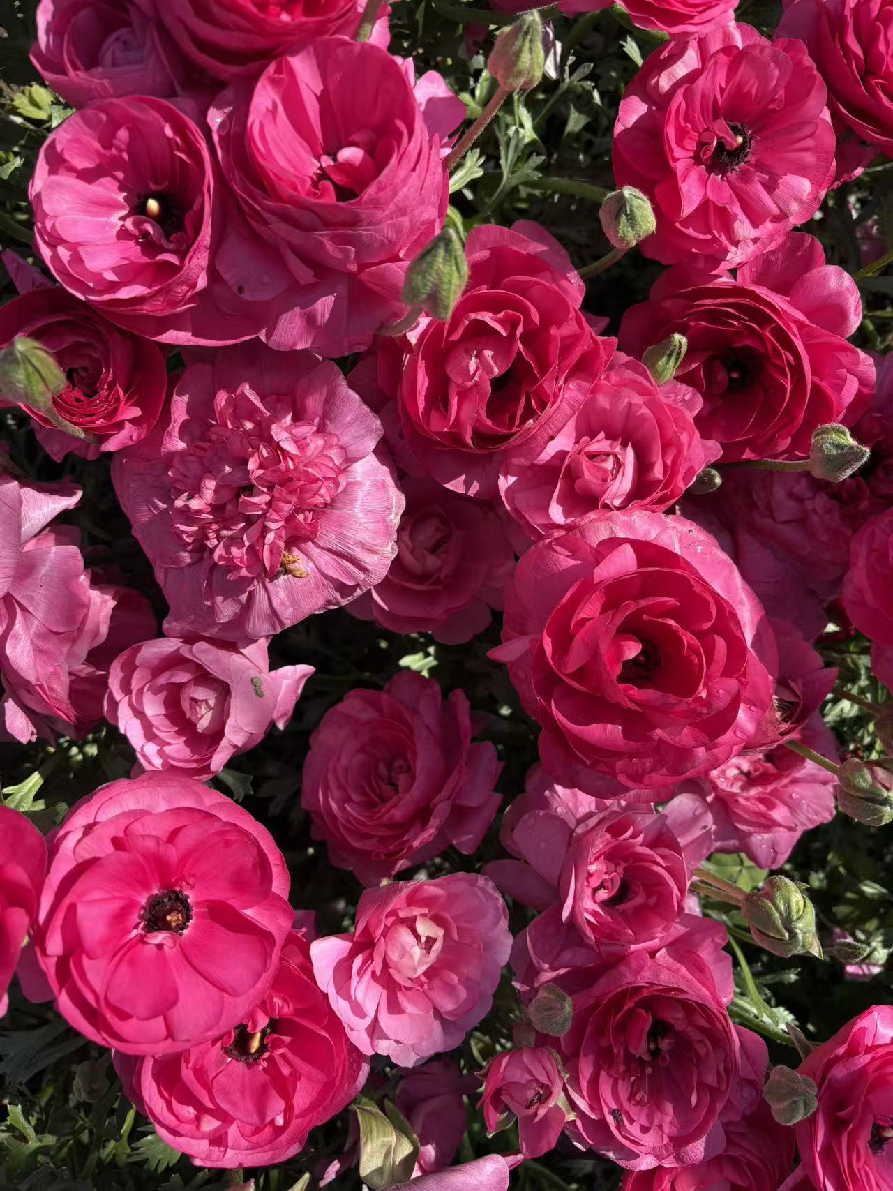 晒图笔记大赛海淀公园的花很漂亮