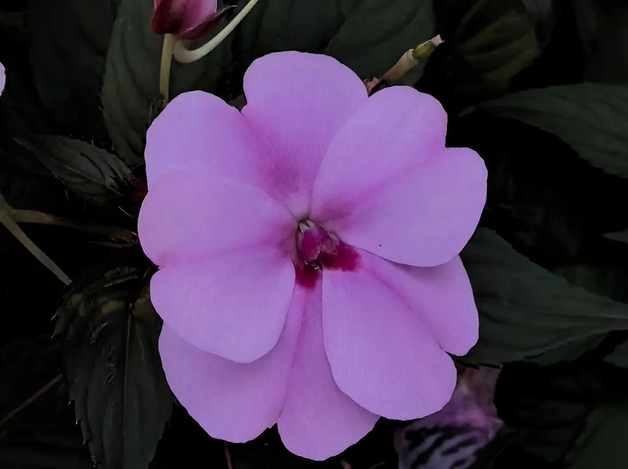 快来看看我新换的主页背景吧