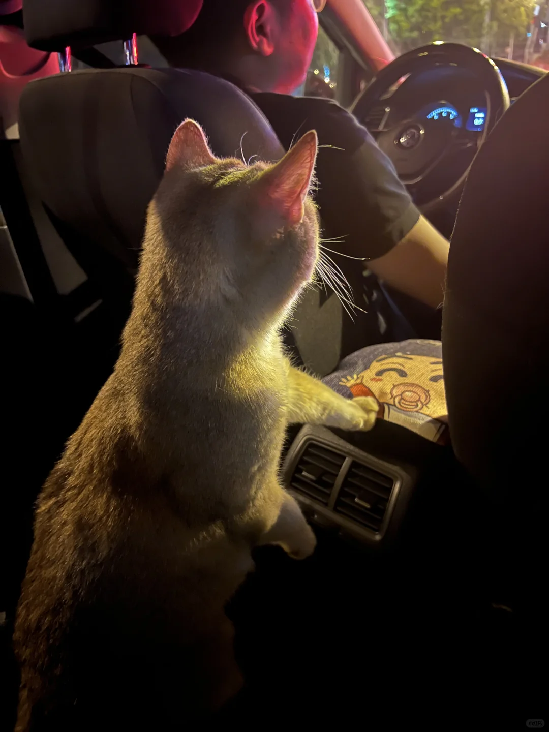 小猫咪一上车就变土拨鼠