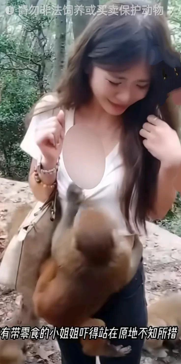 漂亮小姐姐因没带葡萄、零食等食物被动物园猴子骚扰纠缠吓得只能站在原地不知所措，被
