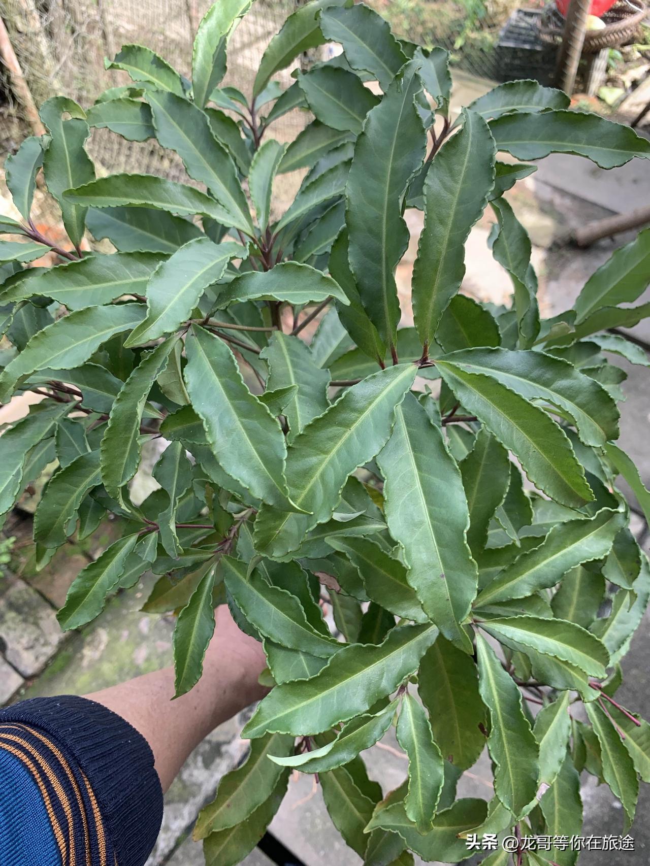 朱砂根，别名八爪金龙，