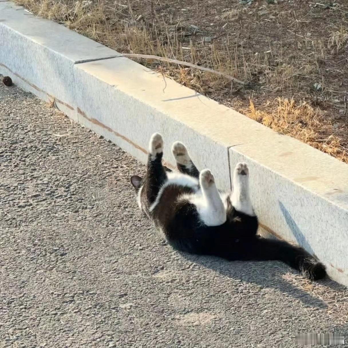 小猫四脚朝天 