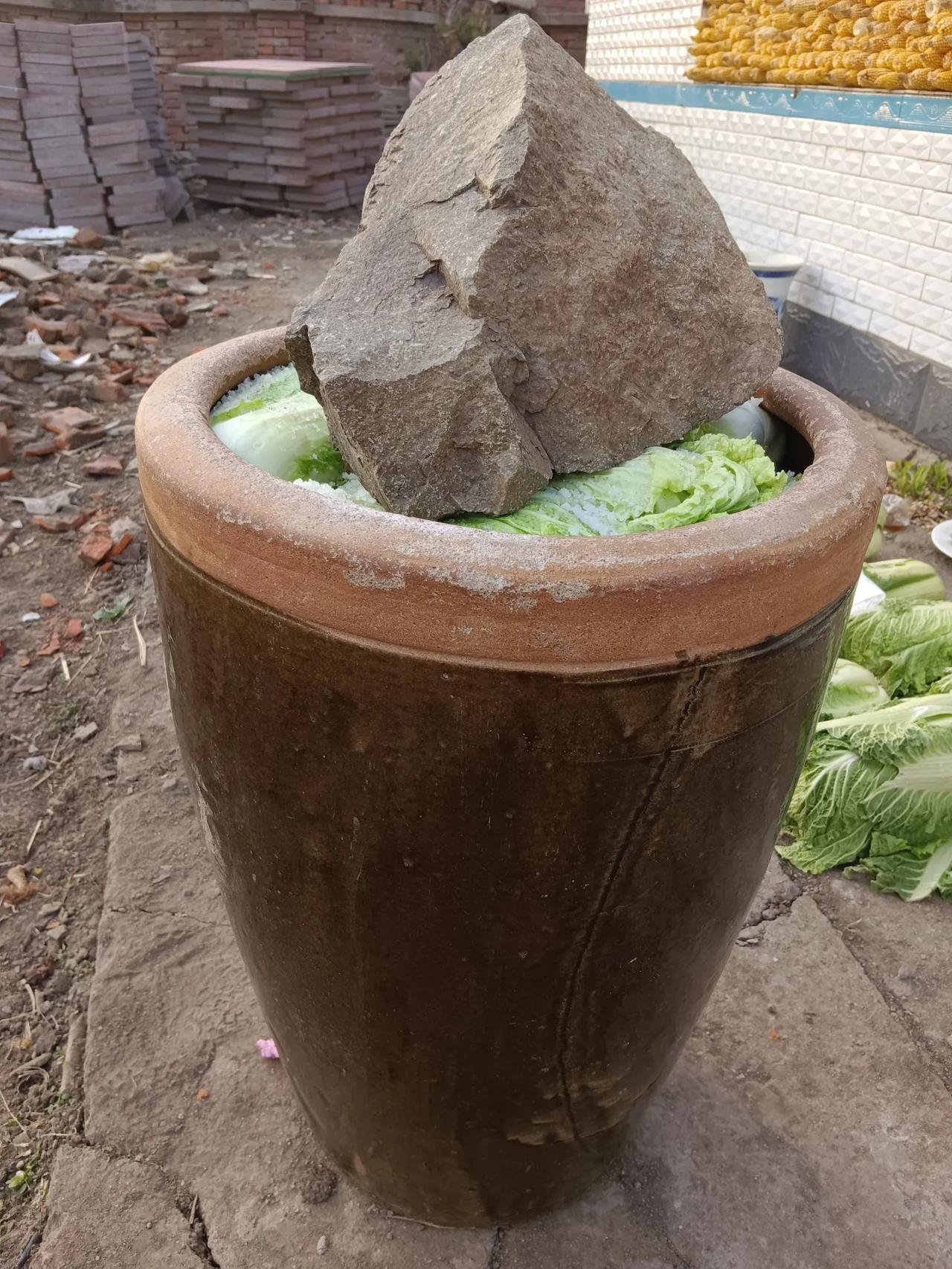 我家积酸菜了

积酸菜是东北人家入冬前的大事儿。秋风一起，大白菜上市，家家便开始